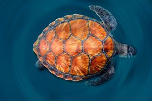 Canary Islands Turtle