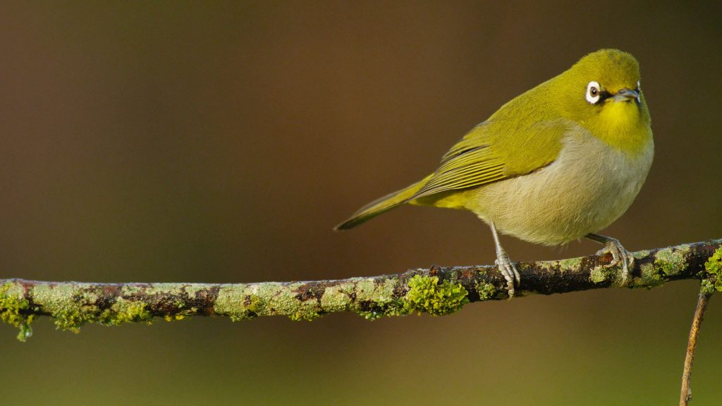 Cape White Eye