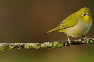 Cape White Eye