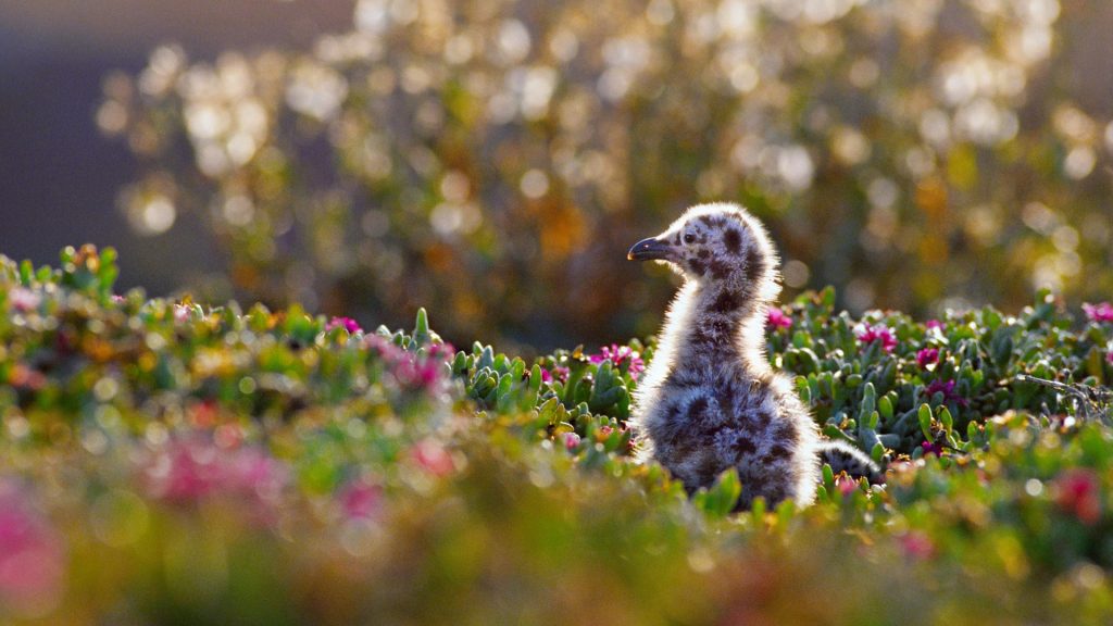 Channel Islands NP