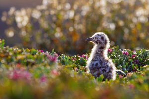 Channel Islands NP