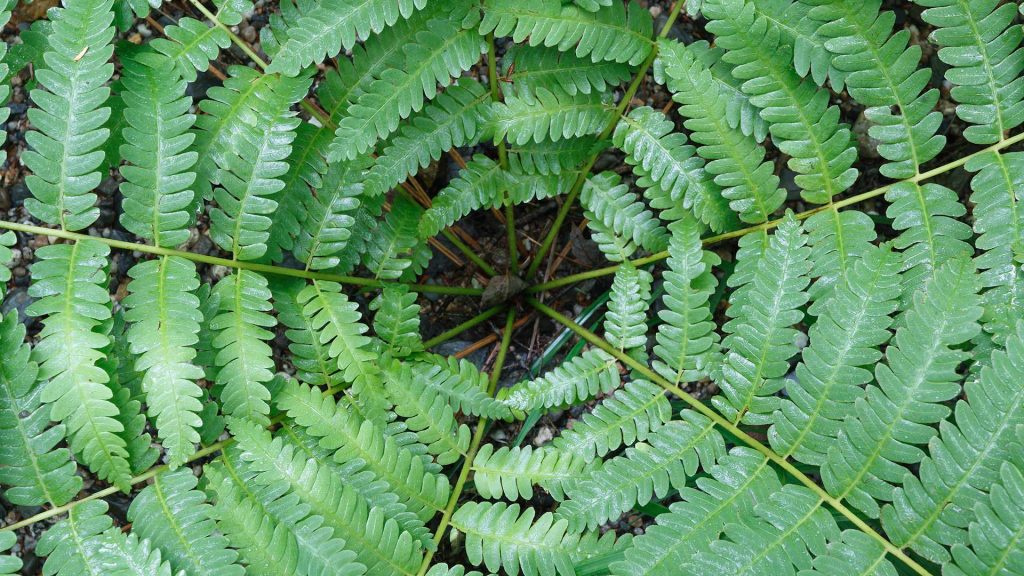 Cinnamon Fern