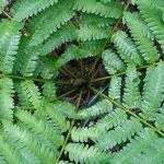 Cinnamon Fern