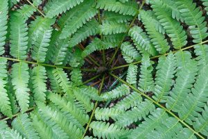 Cinnamon Fern