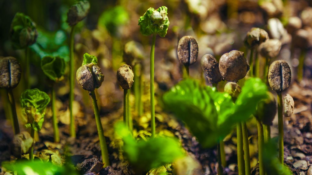 Coffee Sprouts