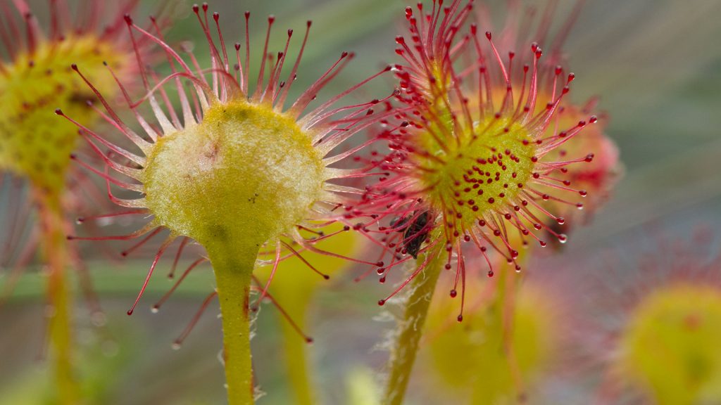 Common Sundew