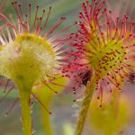 Common Sundew