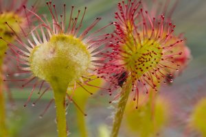 Common Sundew