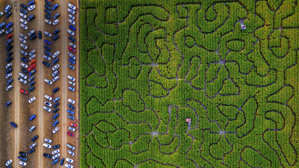 Corn Maze