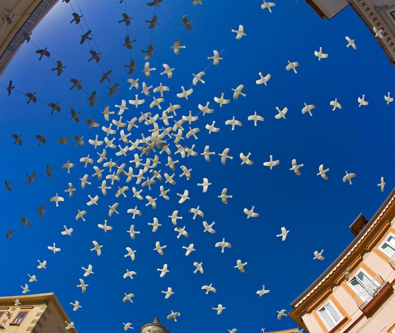 Doves Piazza Bing Wallpaper Download