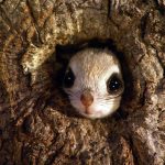 Dwarf Flying Squirrel