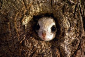 Dwarf Flying Squirrel