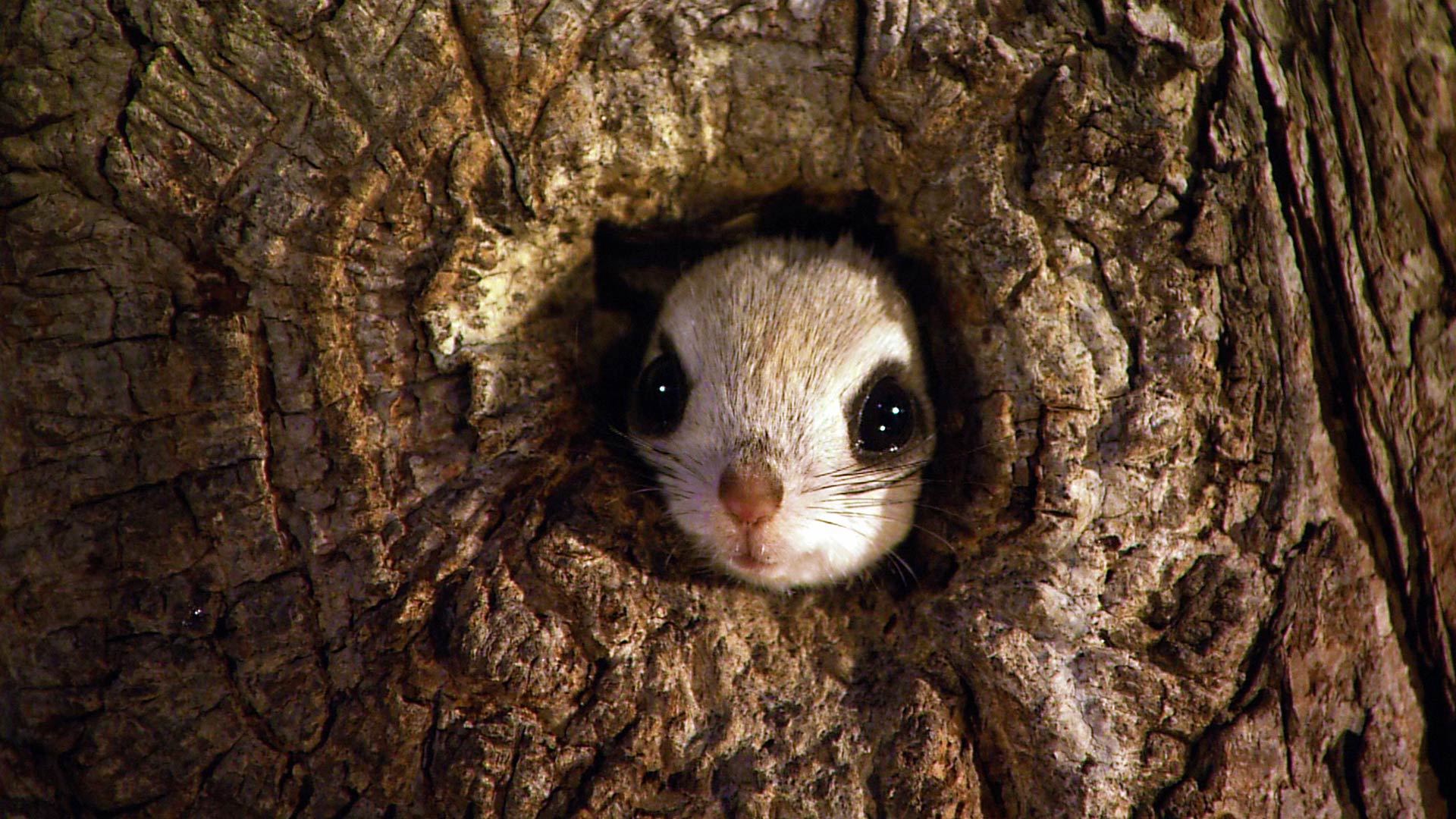 Dwarf Flying Squirrel