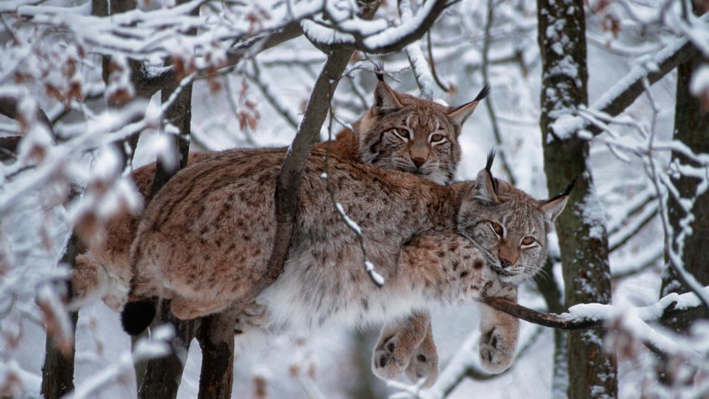 European Lynx – Bing Wallpaper Download