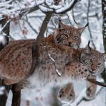 European Lynx