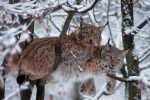 European Lynx