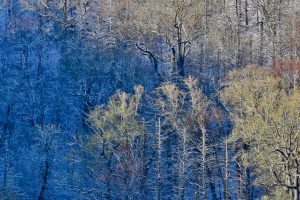 Great Smoky Mountain NP