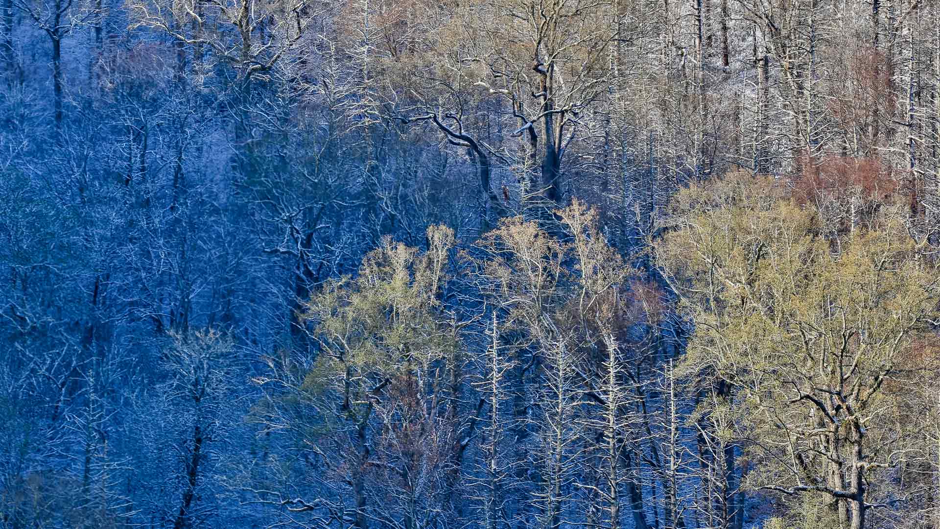 Great Smoky Mountain NP