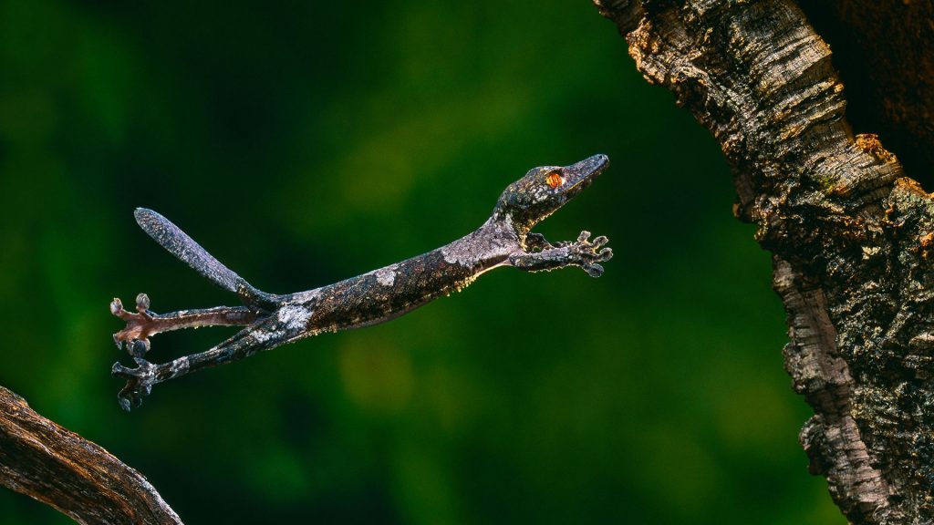 Henkel Gecko