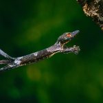 Henkel Gecko