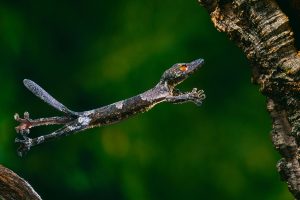 Henkel Gecko