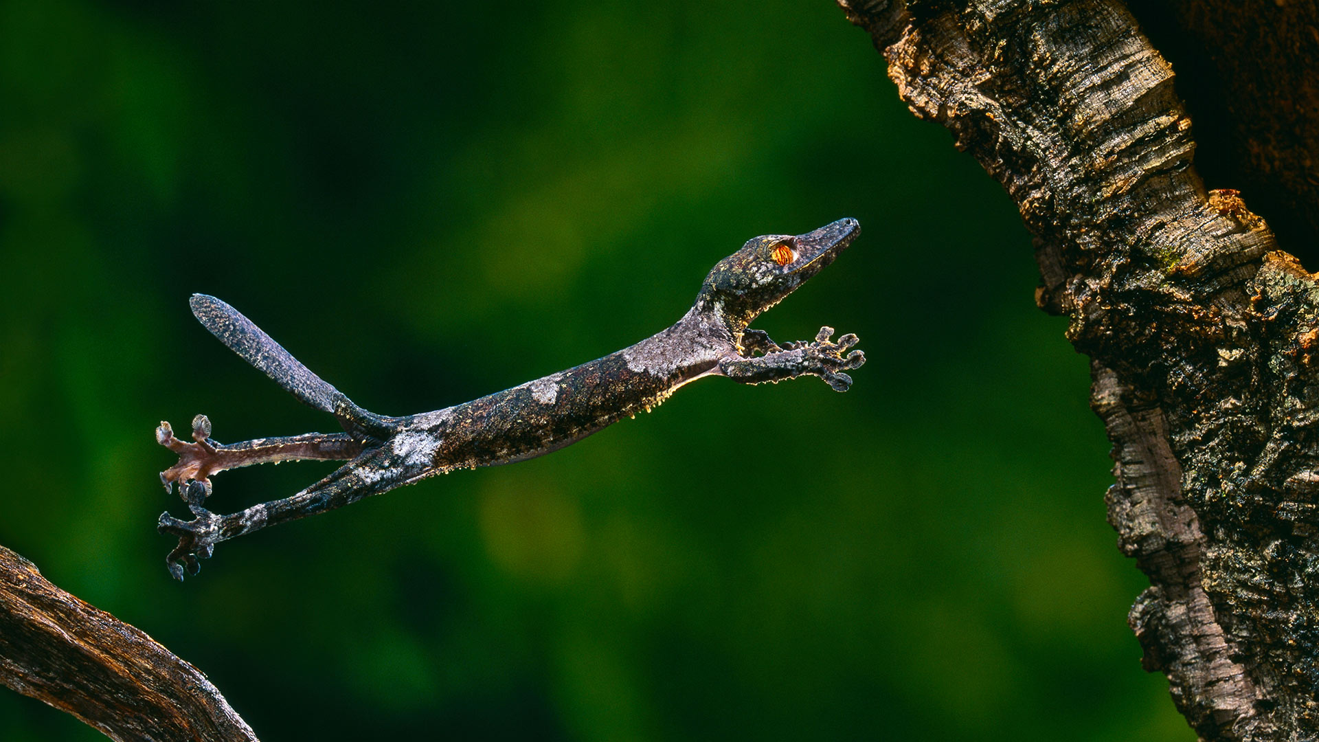 Henkel Gecko