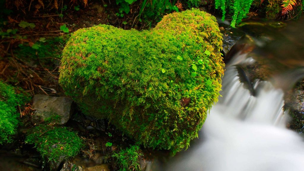 Hoh Rain Forest