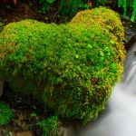 Hoh Rain Forest