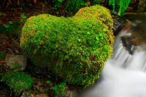 Hoh Rain Forest