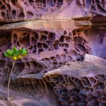 Honeycomb Koolama Bay