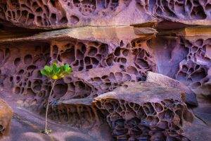 Honeycomb Koolama Bay