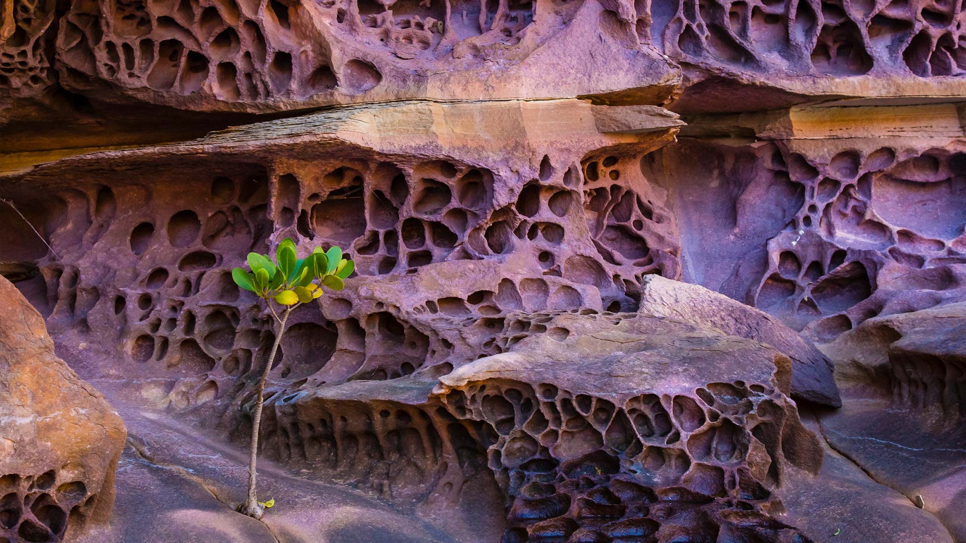 Honeycomb Koolama Bay