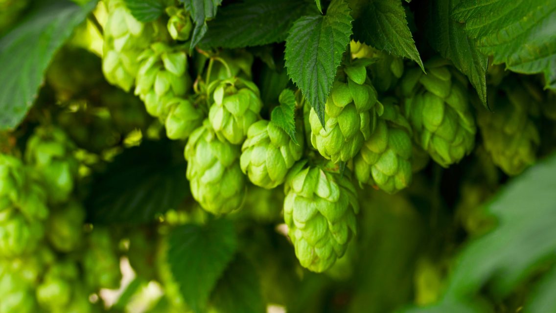 Hopfen – Bing Wallpaper Download