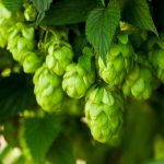 Hopfen