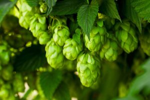 Hopfen