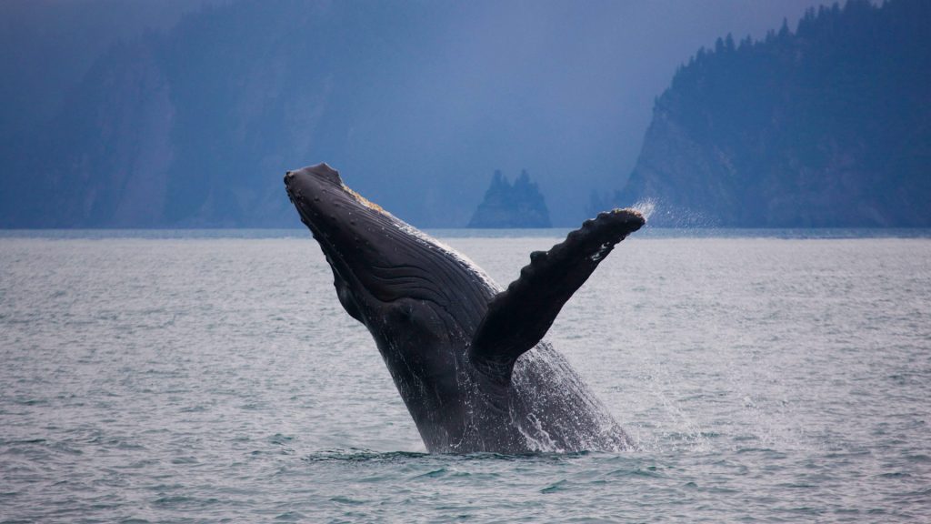 Kenai Fjords Humpback