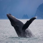 Kenai Fjords Humpback