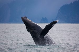 Kenai Fjords Humpback