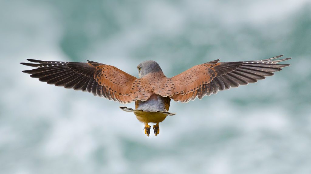 Kestrel