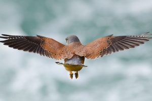 Kestrel