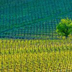 Kientzheim Vineyards