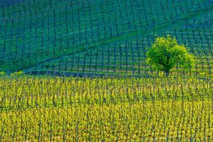 Kientzheim Vineyards