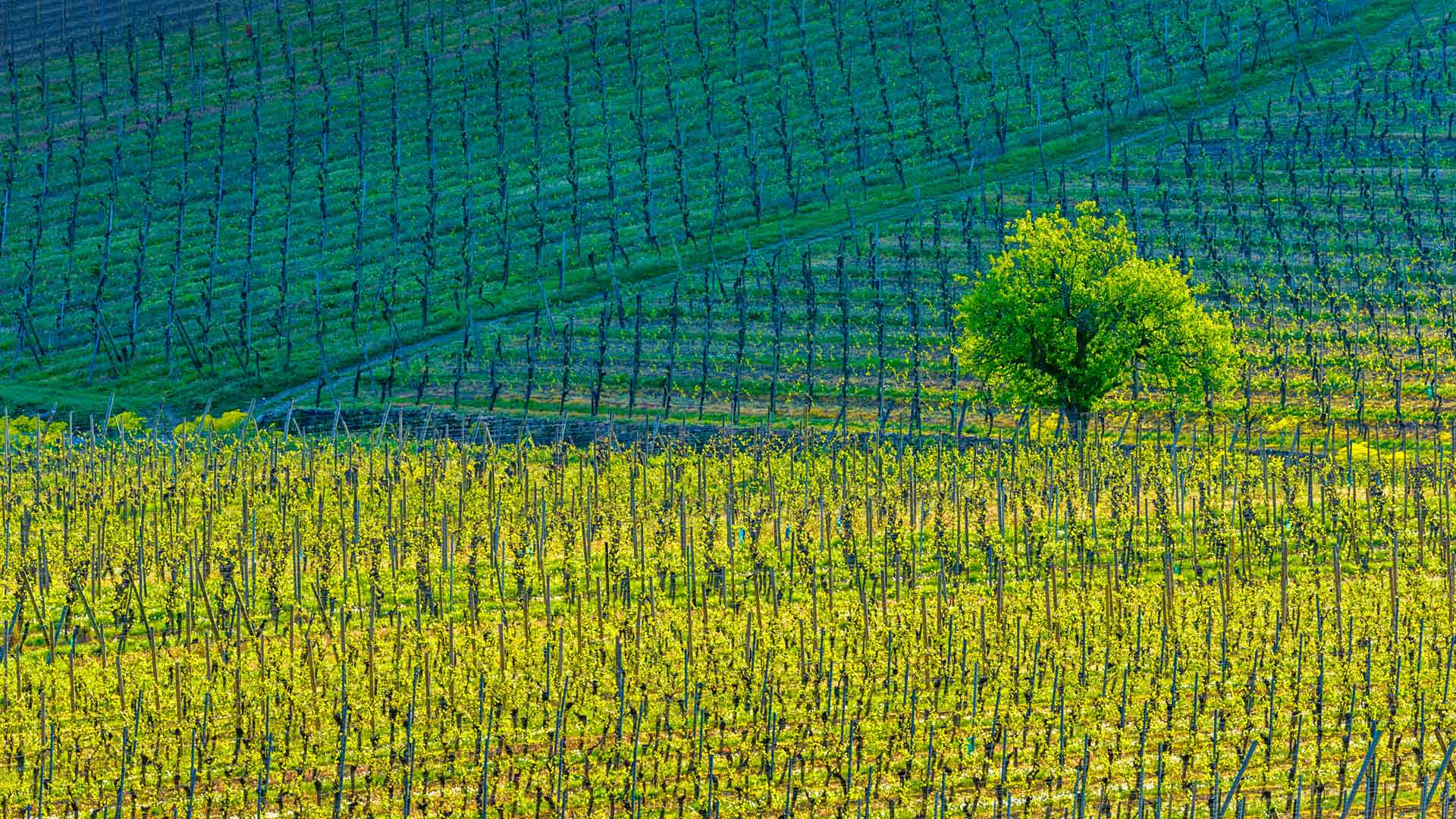 Kientzheim Vineyards