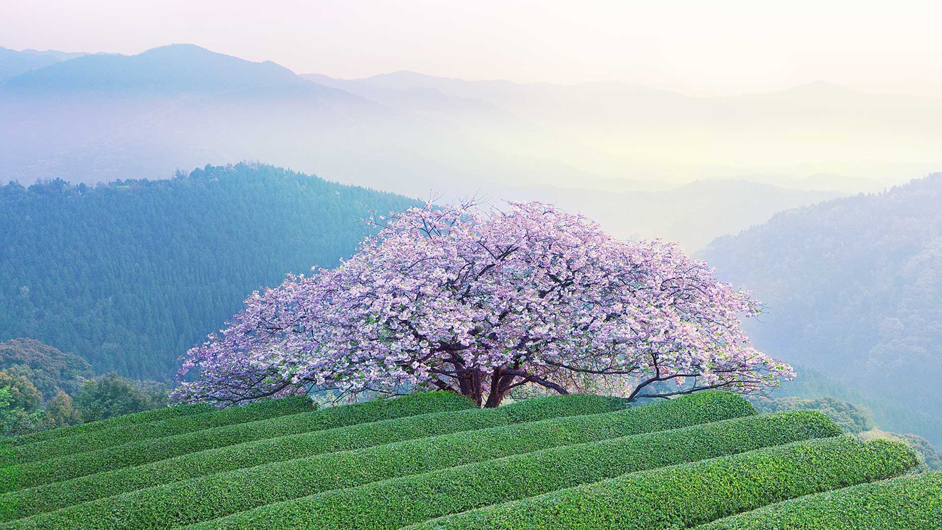 Kumamoto Cherry