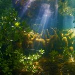 Mangrove Roots