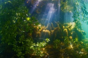 Mangrove Roots