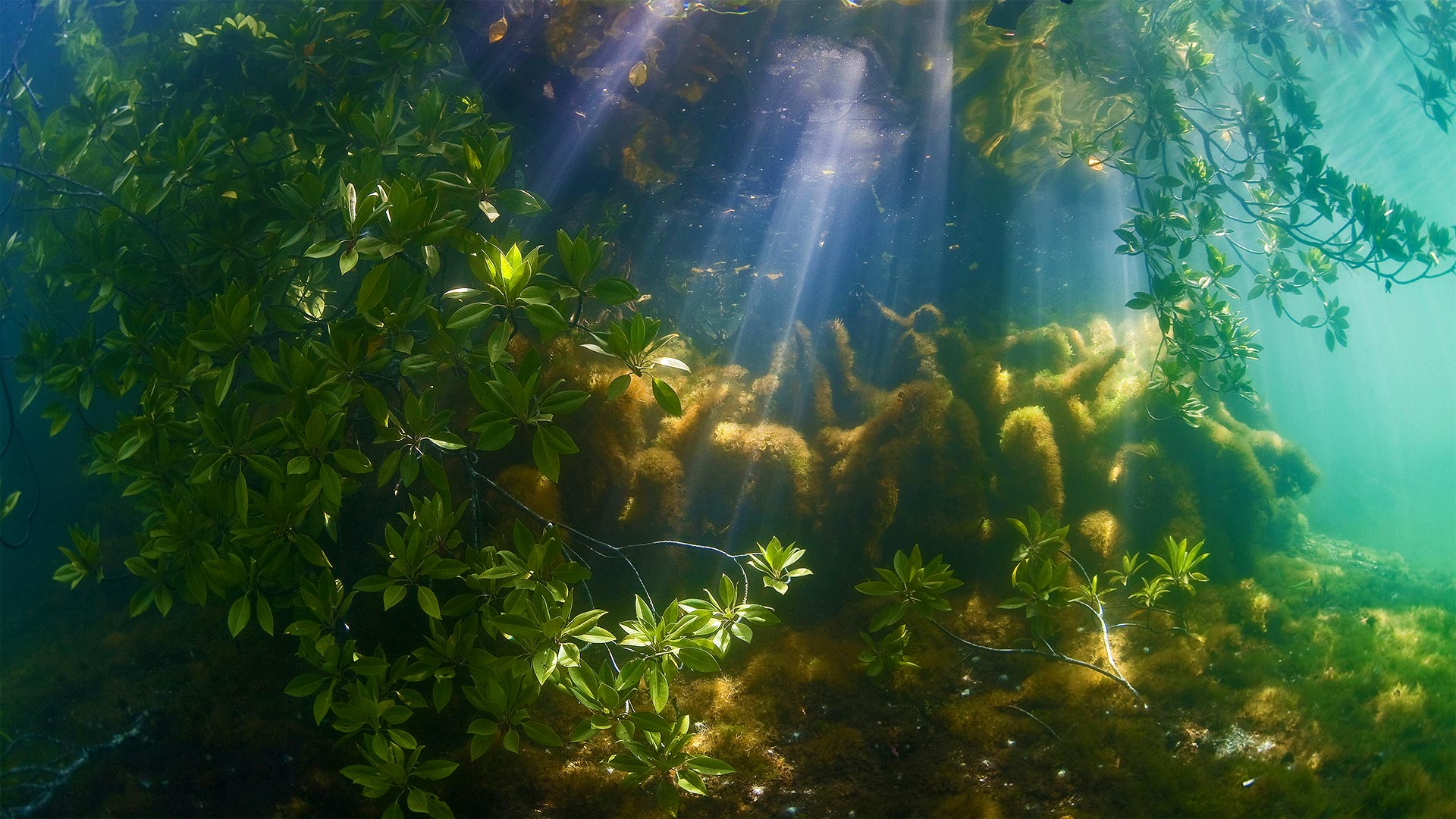 Mangrove Roots