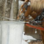 Maple Syrup Sap