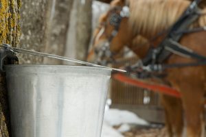 Maple Syrup Sap