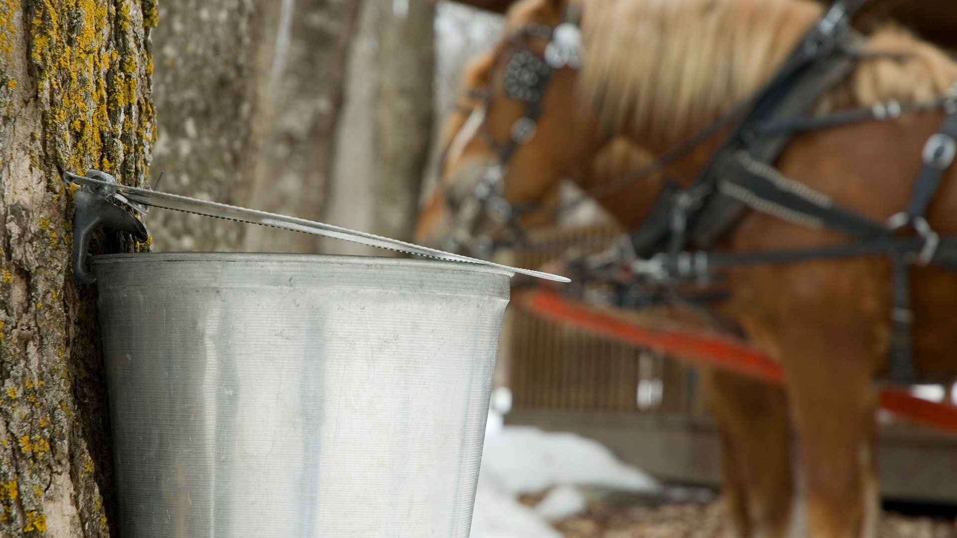 Maple Syrup Sap